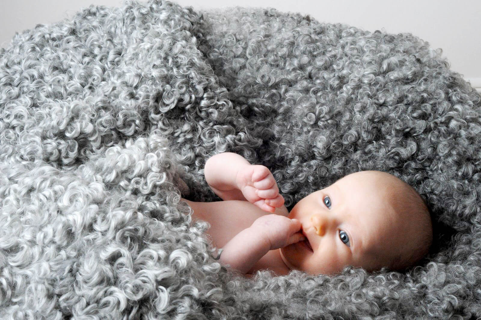 ゴットランドシープとは